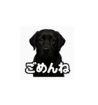 ラブラドール・レトリバー-黒2（個別スタンプ：2）