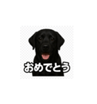 ラブラドール・レトリバー-黒2（個別スタンプ：3）