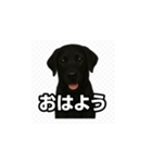 ラブラドール・レトリバー-黒2（個別スタンプ：6）