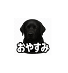 ラブラドール・レトリバー-黒2（個別スタンプ：7）