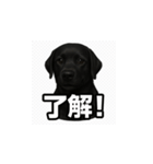ラブラドール・レトリバー-黒2（個別スタンプ：8）