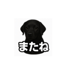 ラブラドール・レトリバー-黒2（個別スタンプ：9）