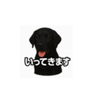 ラブラドール・レトリバー-黒2（個別スタンプ：10）