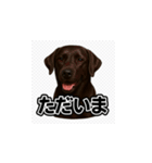 ラブラドール・レトリバー-黒2（個別スタンプ：11）