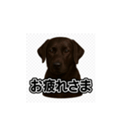 ラブラドール・レトリバー-黒2（個別スタンプ：12）