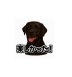 ラブラドール・レトリバー-黒2（個別スタンプ：13）