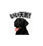 ラブラドール・レトリバー-黒2（個別スタンプ：19）