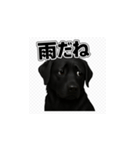 ラブラドール・レトリバー-黒2（個別スタンプ：20）