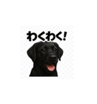 ラブラドール・レトリバー-黒2（個別スタンプ：21）