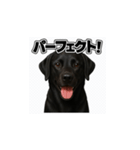 ラブラドール・レトリバー-黒2（個別スタンプ：25）