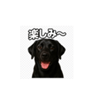 ラブラドール・レトリバー-黒2（個別スタンプ：27）