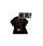 ラブラドール・レトリバー-黒2（個別スタンプ：30）