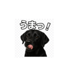ラブラドール・レトリバー-黒2（個別スタンプ：31）