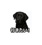 ラブラドール・レトリバー-黒2（個別スタンプ：33）