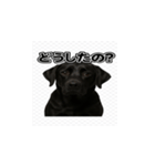 ラブラドール・レトリバー-黒2（個別スタンプ：35）