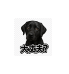 ラブラドール・レトリバー-黒2（個別スタンプ：36）