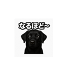 ラブラドール・レトリバー-黒2（個別スタンプ：37）