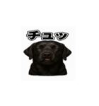 ラブラドール・レトリバー-黒2（個別スタンプ：40）