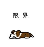 いつでも使えるボーダーコリー（茶白）（個別スタンプ：8）