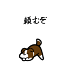 いつでも使えるボーダーコリー（茶白）（個別スタンプ：16）