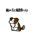いつでも使えるボーダーコリー（茶白）（個別スタンプ：28）