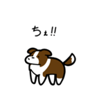 いつでも使えるボーダーコリー（茶白）（個別スタンプ：34）