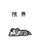 いつでも使えるボーダーコリー（灰白）（個別スタンプ：8）