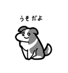 いつでも使えるボーダーコリー（灰白）（個別スタンプ：12）