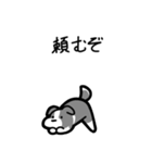 いつでも使えるボーダーコリー（灰白）（個別スタンプ：16）