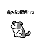 いつでも使えるボーダーコリー（灰白）（個別スタンプ：28）
