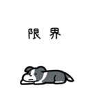 いつでも使えるボーダーコリー（青白）（個別スタンプ：8）