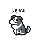 いつでも使えるボーダーコリー（青白）（個別スタンプ：12）