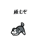 いつでも使えるボーダーコリー（青白）（個別スタンプ：16）