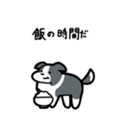 いつでも使えるボーダーコリー（青白）（個別スタンプ：21）