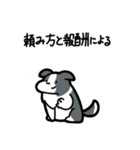 いつでも使えるボーダーコリー（青白）（個別スタンプ：28）