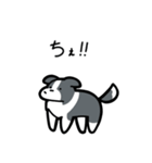 いつでも使えるボーダーコリー（青白）（個別スタンプ：34）