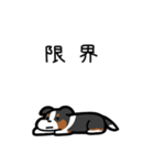 いつでも使えるボーダーコリー（3色）（個別スタンプ：8）