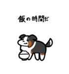いつでも使えるボーダーコリー（3色）（個別スタンプ：21）