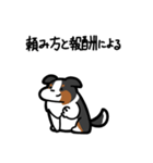 いつでも使えるボーダーコリー（3色）（個別スタンプ：28）