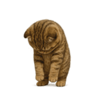 キモブサカワ7(スコ)（個別スタンプ：12）