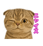 キモブサカワ7(スコ)（個別スタンプ：20）