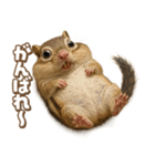 キモブサカワ8(シマリス)（個別スタンプ：11）