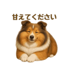 気遣いとやさしさ届けるもちもちシェルティ（個別スタンプ：3）