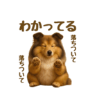 気遣いとやさしさ届けるもちもちシェルティ（個別スタンプ：4）