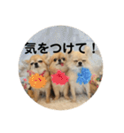 シンプルチワワさん！！に（個別スタンプ：1）