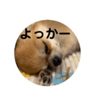 シンプルチワワさん！！に（個別スタンプ：2）