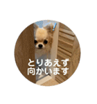 シンプルチワワさん！！に（個別スタンプ：8）