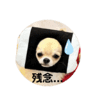 シンプルチワワさん！！に（個別スタンプ：10）