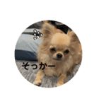 シンプルチワワさん！！に（個別スタンプ：11）