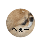 シンプルチワワさん！！に（個別スタンプ：12）